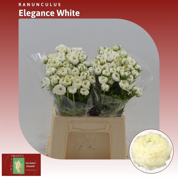 <h4>Ranunculus Elegance White</h4>