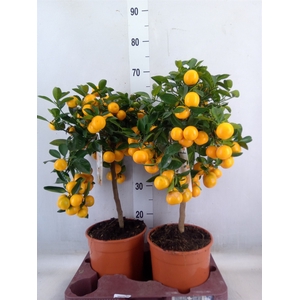 Citrofortunella microcarpa