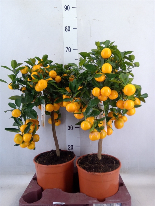 <h4>Citrofortunella microcarpa</h4>