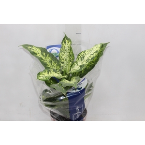 DIEFFENBACHIA VARIADO P17