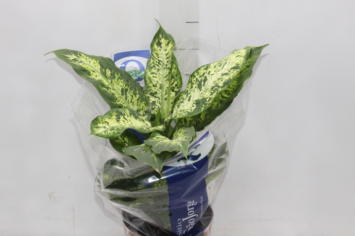 <h4>DIEFFENBACHIA VARIADO P17</h4>