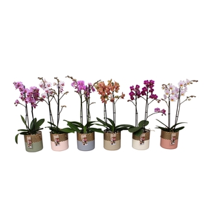 Phal. Multiflora 2-tak mix in BGC012 Metal Candle light
