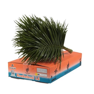 PHOENIX ROEBELINII 60 CM TROPICAL