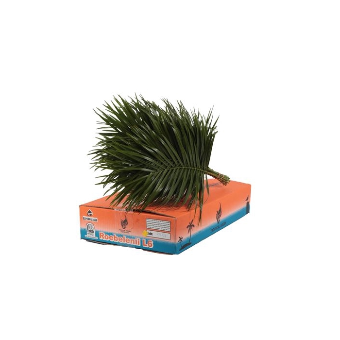 <h4>PHOENIX ROEBELINII 60 CM TROPICAL</h4>