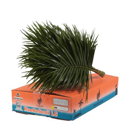 <h4>PHOENIX ROEBELINII 60 CM TROPICAL</h4>