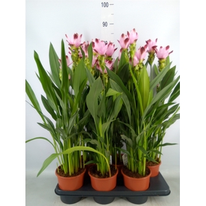 Curcuma   ...