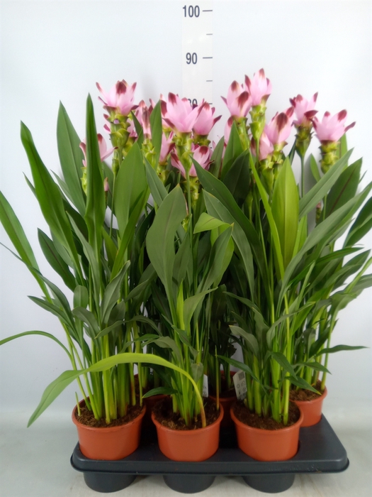 <h4>Curcuma   ...</h4>