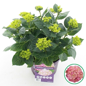 Hydrangea macr. Forever & Ever® Roze C5 (23cm.) Kn.