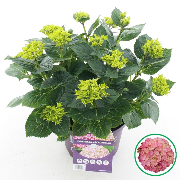 <h4>Hydrangea macr. Forever & Ever® Roze C5 (23cm.) Kn.</h4>