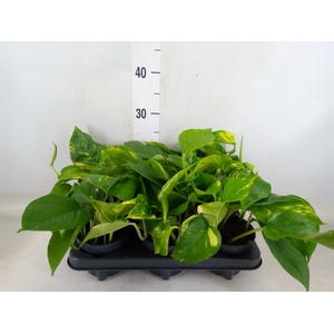Epipremnum pinn. 'Aureum'