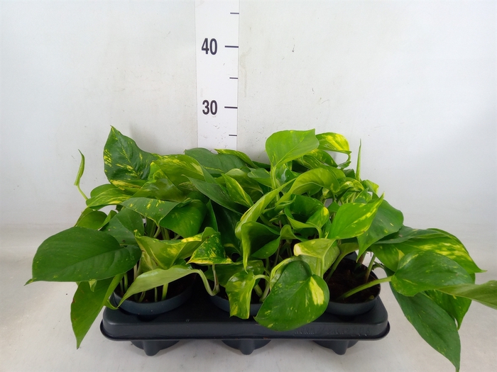 <h4>Epipremnum pinn. 'Aureum'</h4>