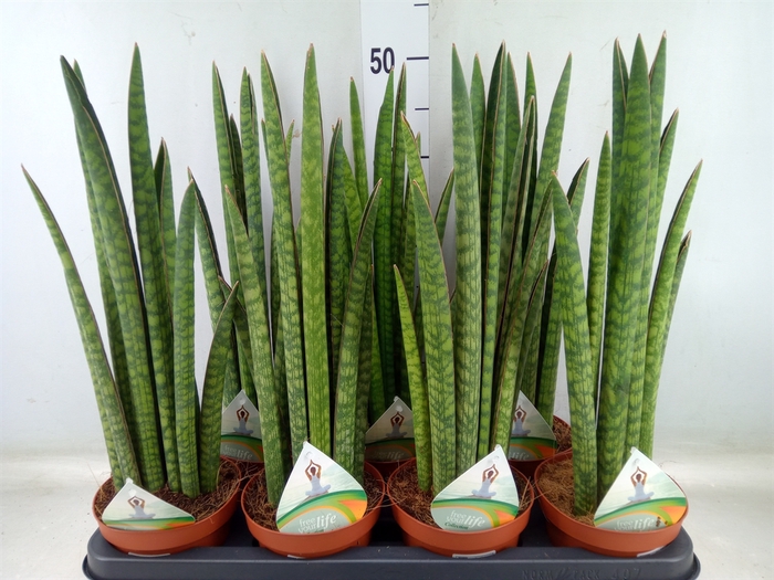 <h4>Sansevieria cyl.  ...</h4>