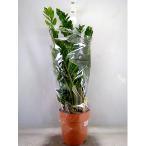Zamioculcas zamiifolia