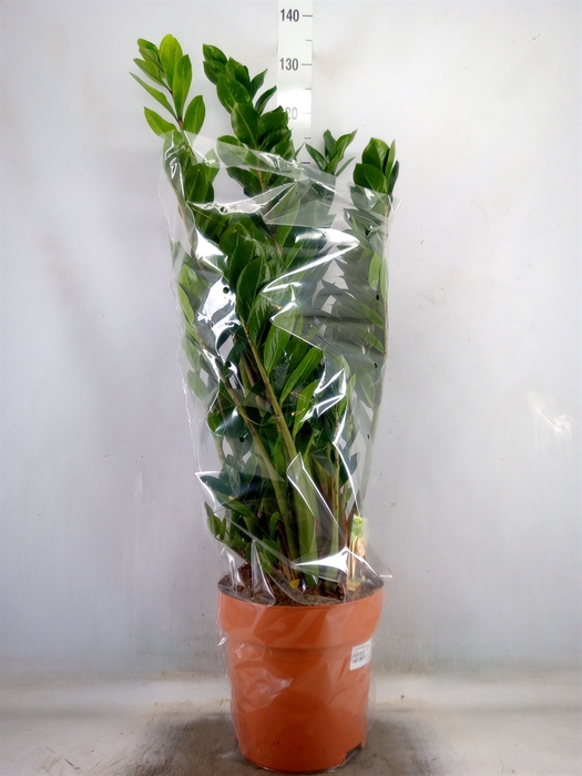 <h4>Zamioculcas zamiifolia</h4>