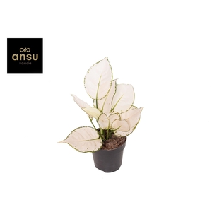 Aglaonema White Joy A2