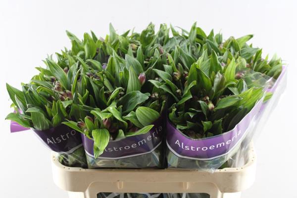 <h4>Alstr Carline (lila)</h4>