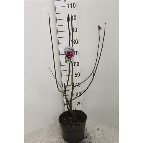 <h4>Magnolia 'Black Tulip' P26 potgedrukt</h4>