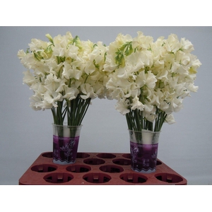 Lathyrus Parfum Cream