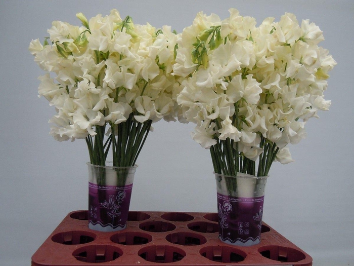 <h4>Lathyrus Parfum Cream</h4>