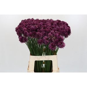 Allium sphaerocephalon