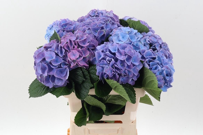 <h4>Hydr M My Riviera</h4>