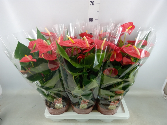 <h4>Anthurium andr. 'Kentucky'</h4>