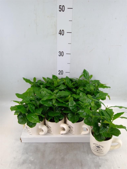 <h4>Coffea arabica</h4>