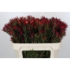 Leucadendron Blush Spray