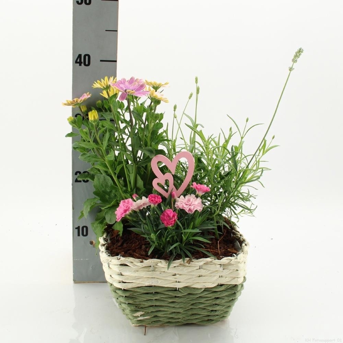 <h4>ARR TUINPLANTEN</h4>