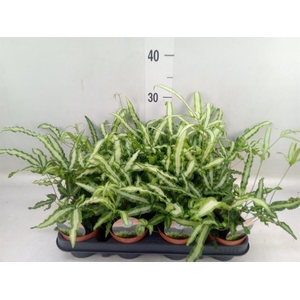 Pteris cretica 'Albolineata'