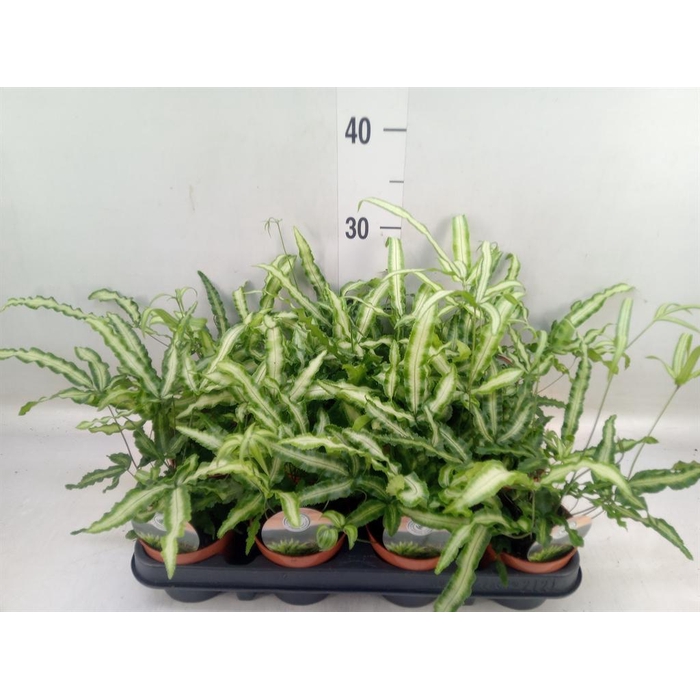 <h4>Pteris cretica 'Albolineata'</h4>