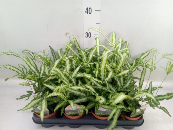 Pteris cretica 'Albolineata'