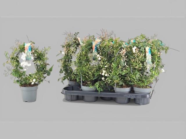 <h4>JASM POLYANTHUM WIT</h4>