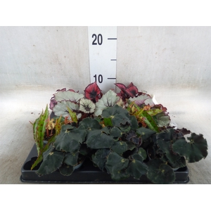 Begonia BD rex   ...mix