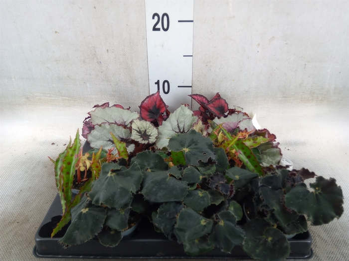 <h4>Begonia BD rex   ...mix</h4>
