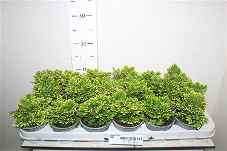 <h4>Selag M Jori</h4>