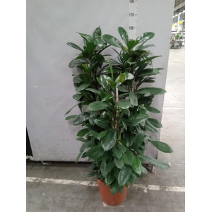 Ficus cyathistipula