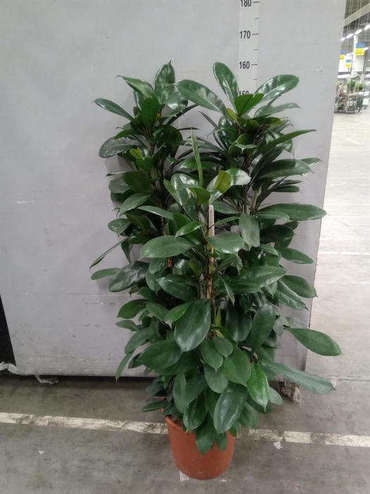 <h4>Ficus cyathistipula</h4>