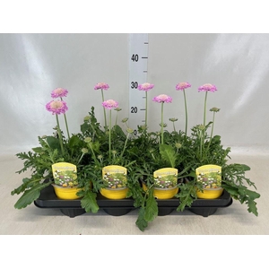 Scabiosa columb. 'Pink Mist'