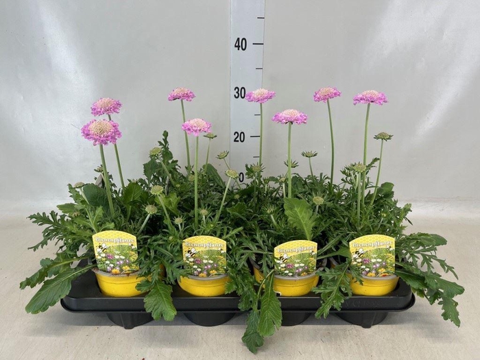 <h4>Scabiosa columb. 'Pink Mist'</h4>