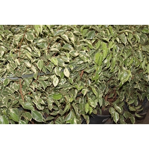 FICUS GANTHEL P24