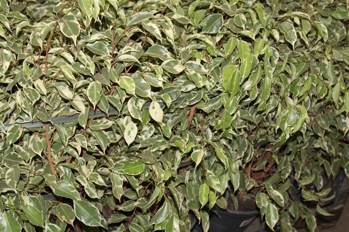 <h4>FICUS GANTHEL P24</h4>