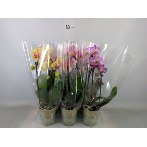 Phalaenopsis  'Elegant Cascade'