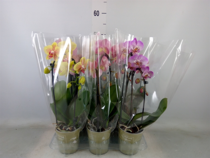 <h4>Phalaenopsis  'Elegant Cascade'</h4>