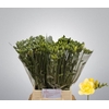 Fr Du Grandeur
