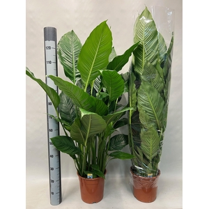 SPATH SWEET SEBASTIA