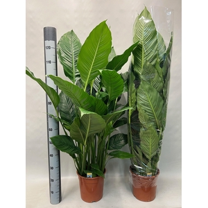 SPATH SWEET SEBASTIA