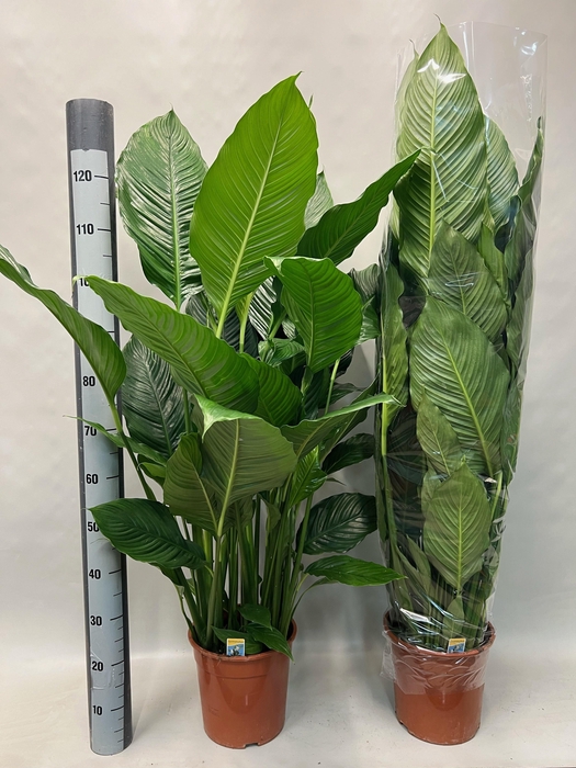 <h4>SPATH SWEET SEBASTIA</h4>