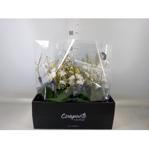 Phalaenopsis multi. 'Cream Punch'