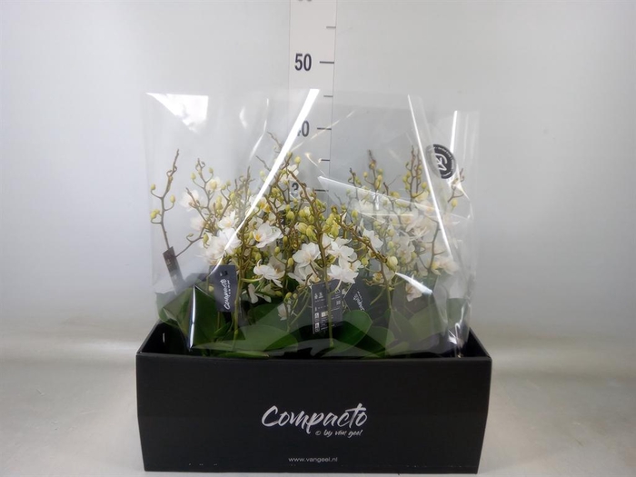 <h4>Phalaenopsis multi. 'Cream Punch'</h4>